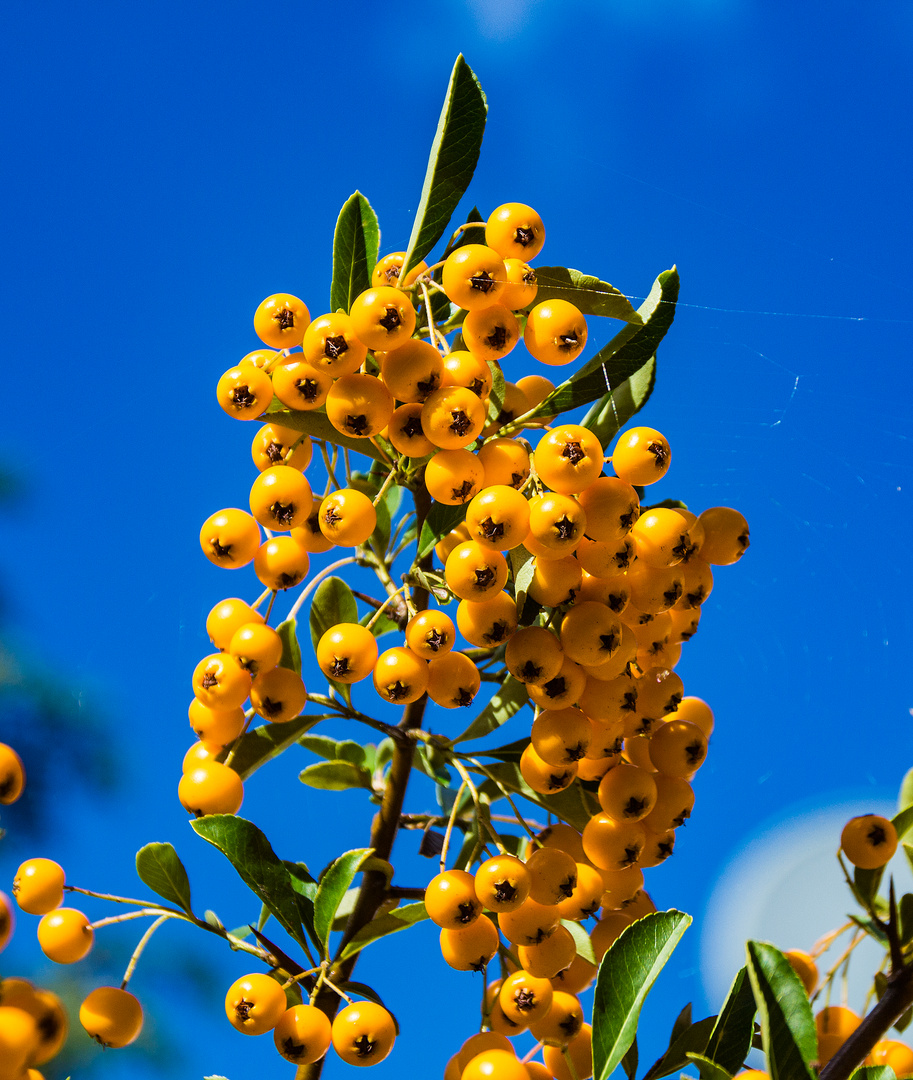 HerbstBoten 2