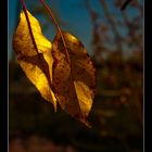 Herbstboten