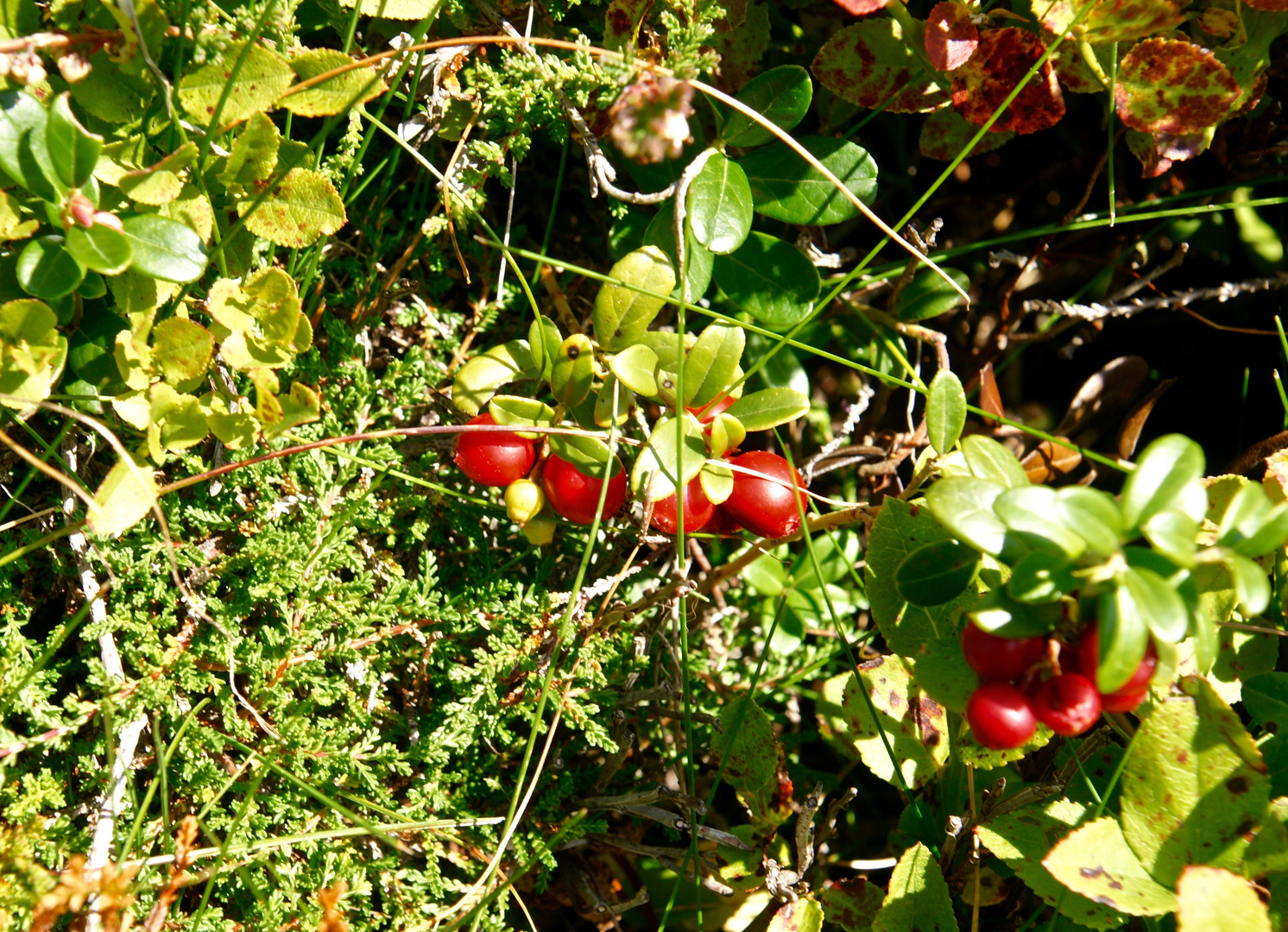 Herbstboten