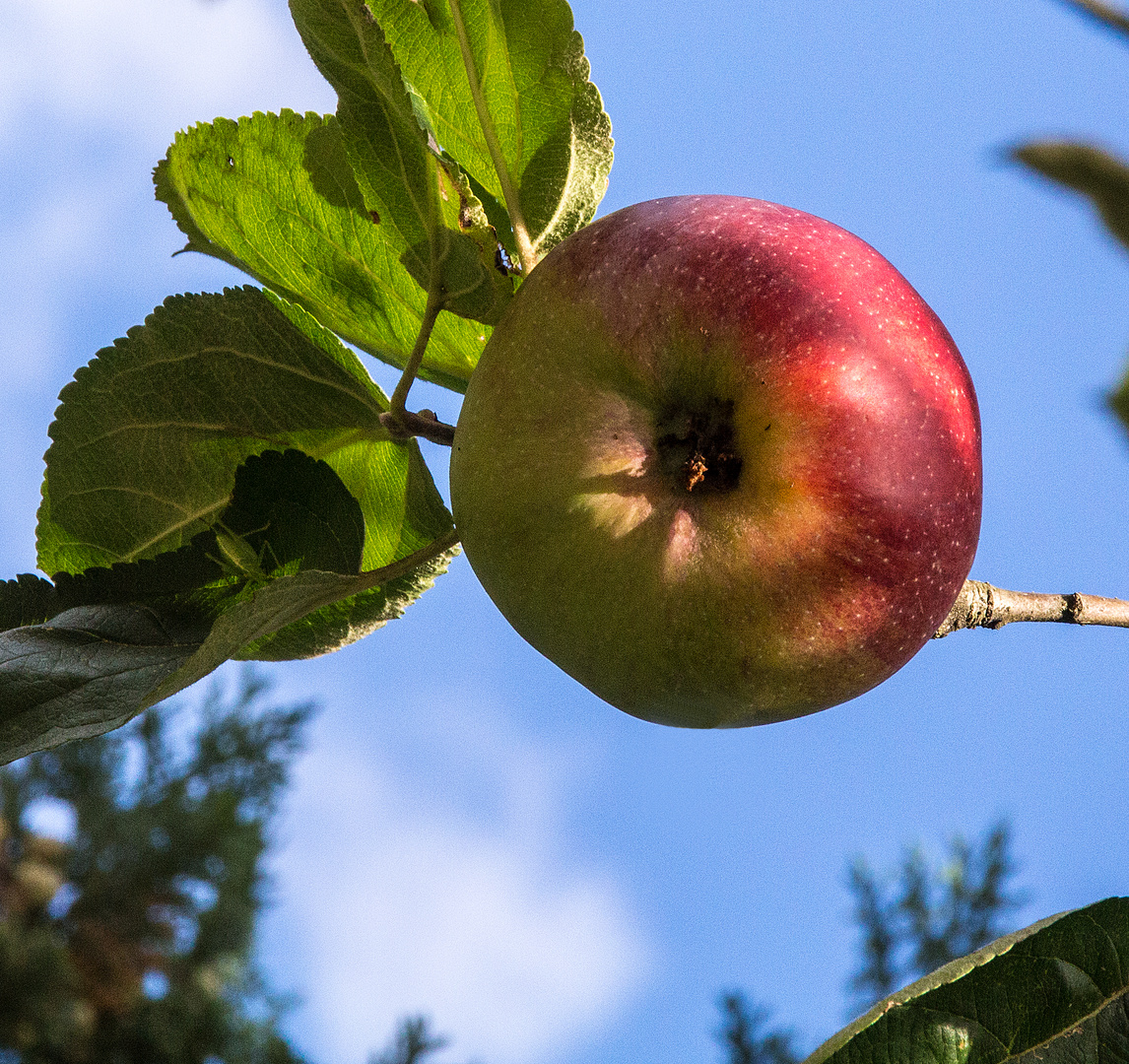 HerbstBoten 3