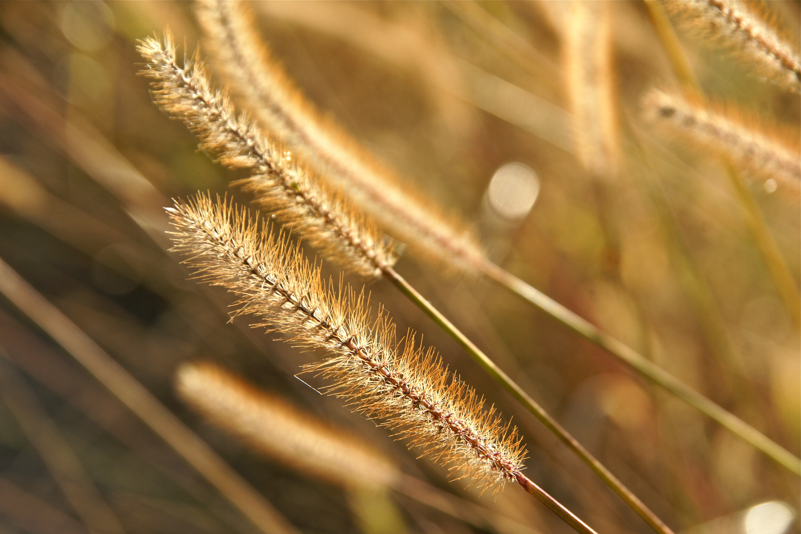 Herbstboten