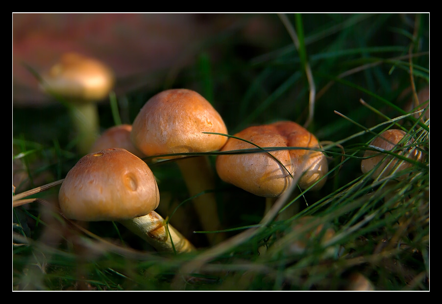 Herbstboten...?