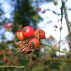 Herbstboten