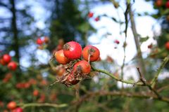 Herbstboten