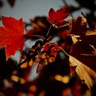 Herbstboten