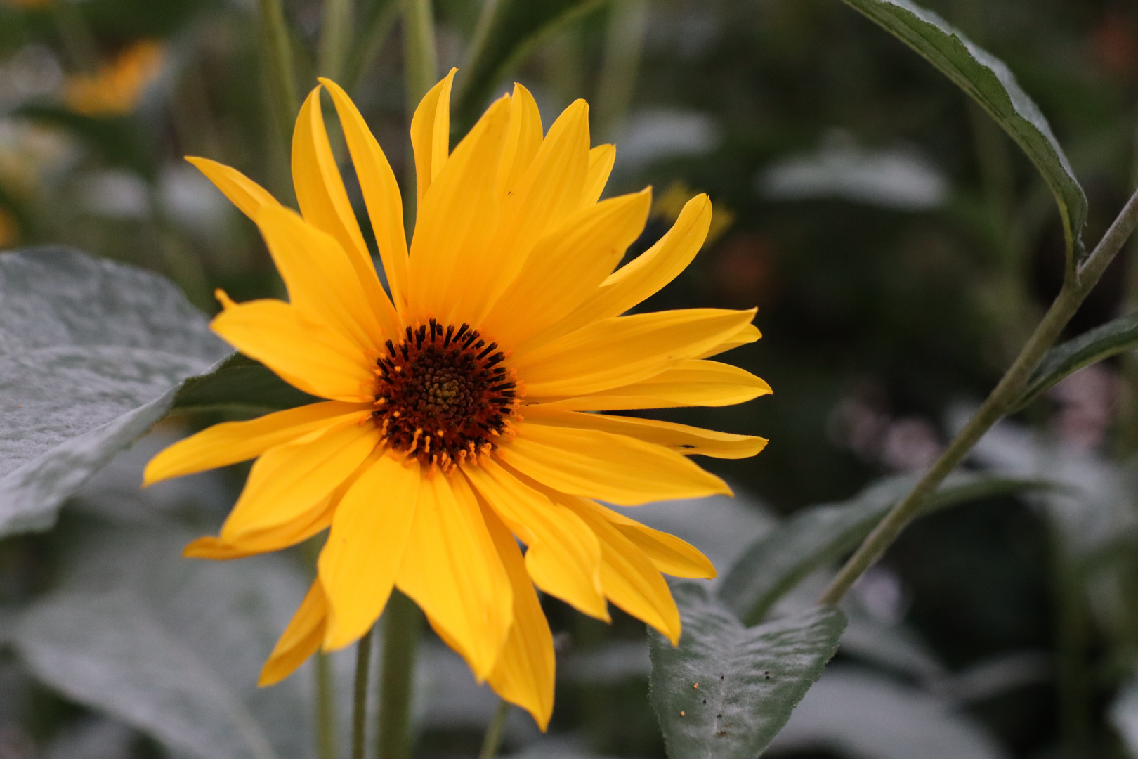 Herbstboten