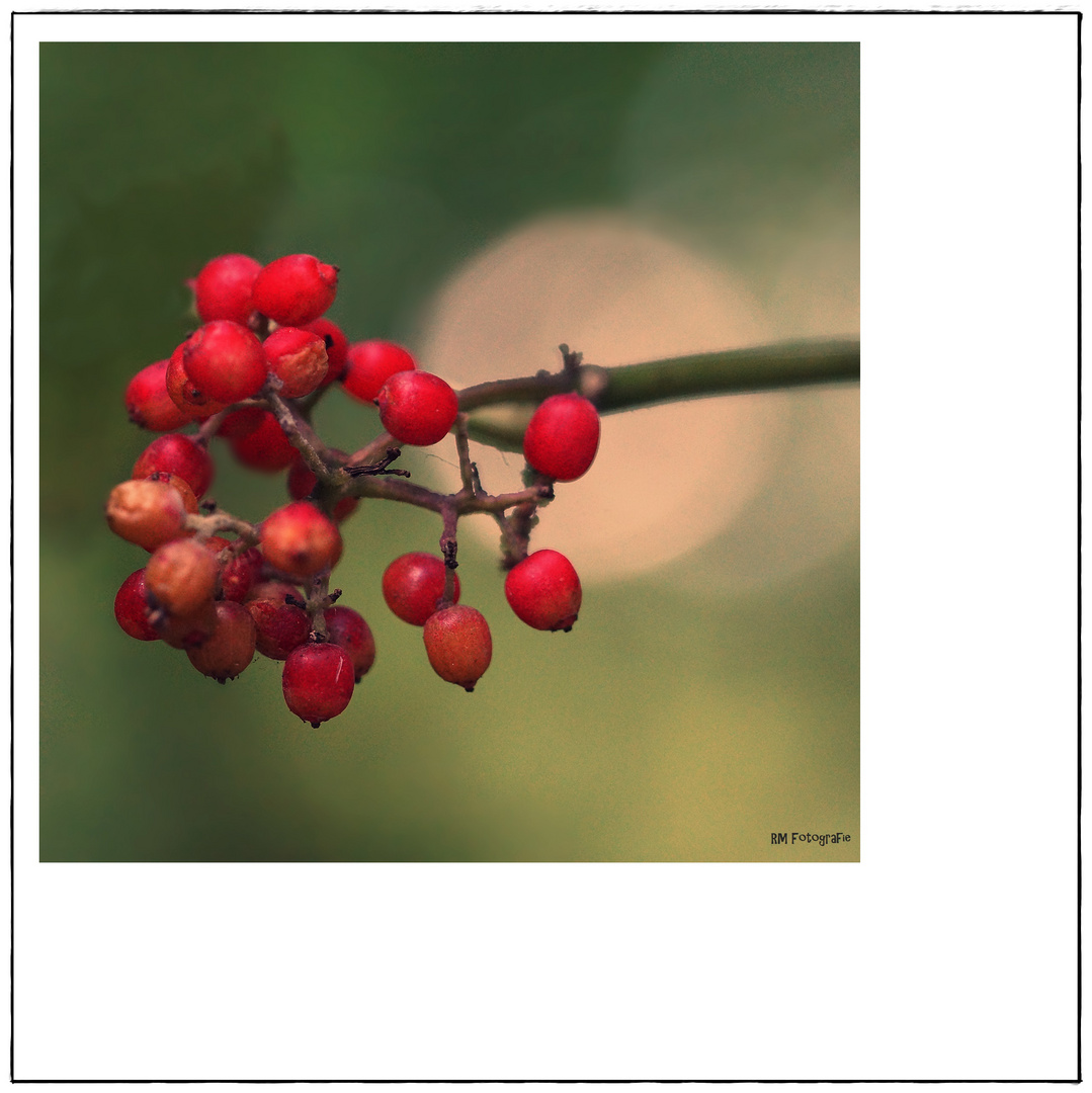 Herbstboten