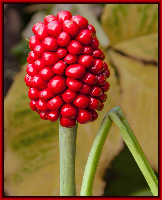 Herbstboten