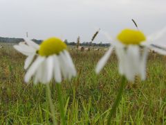 Herbstboten