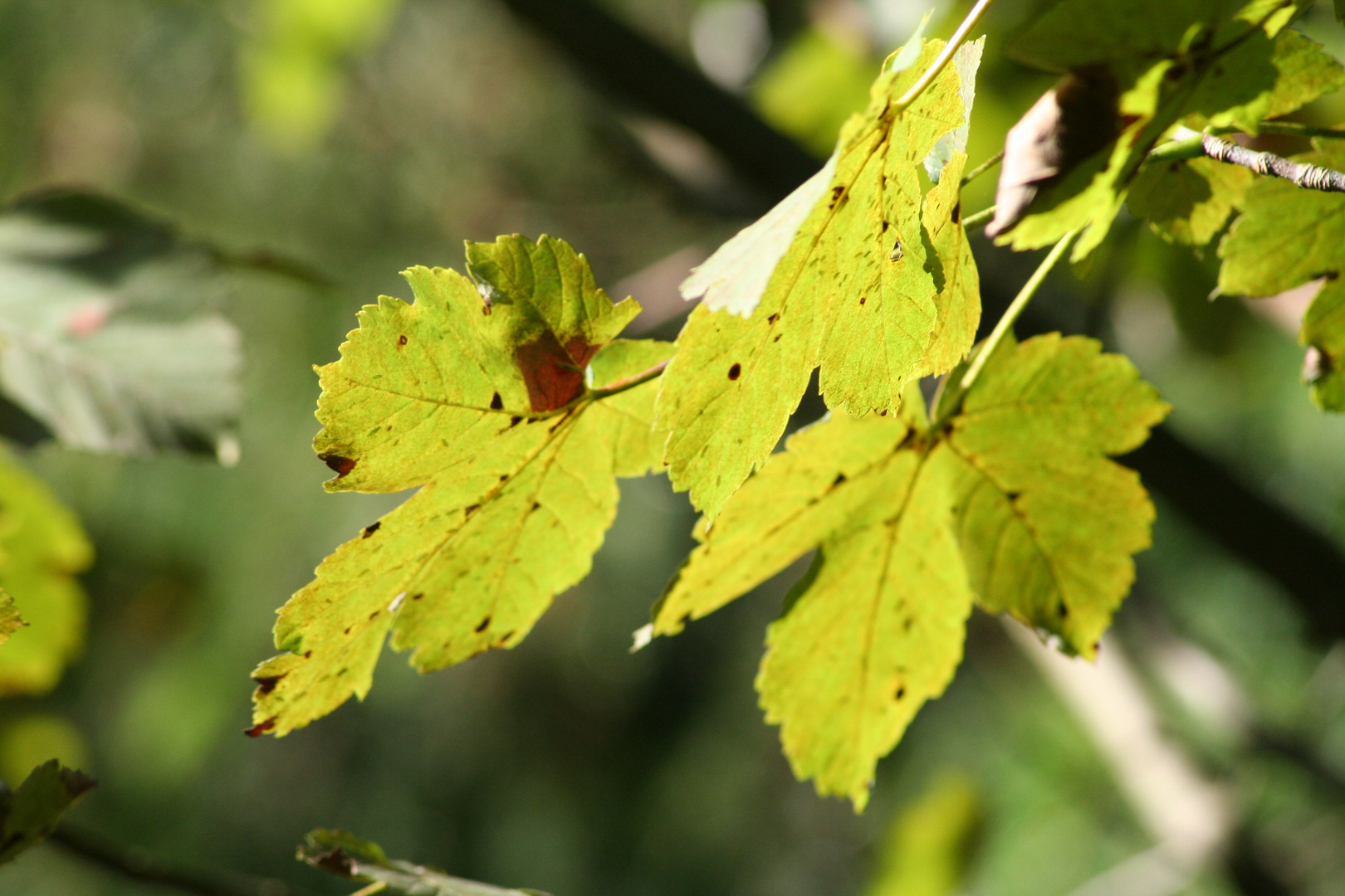 Herbstboten