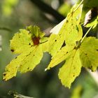 Herbstboten