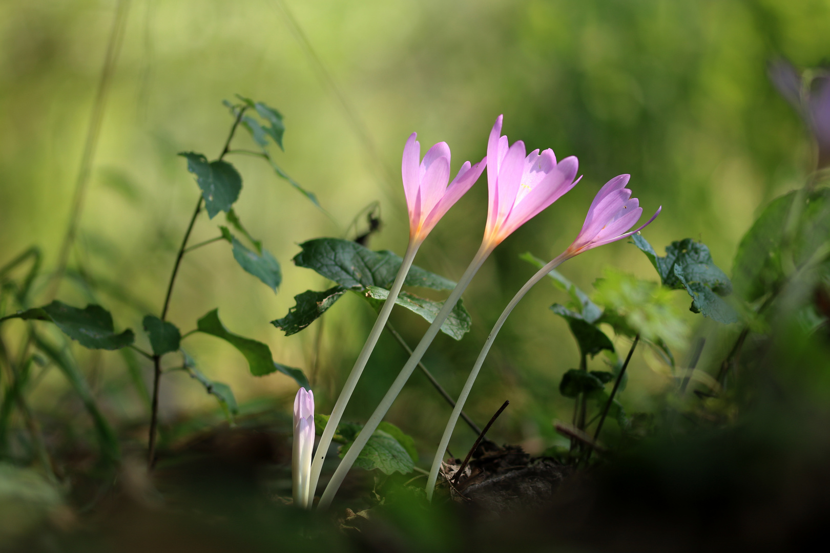 Herbstboten