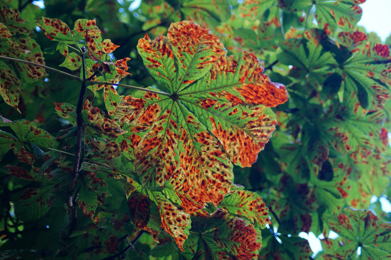 Herbstboten