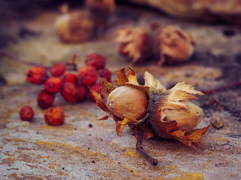 Herbstboten