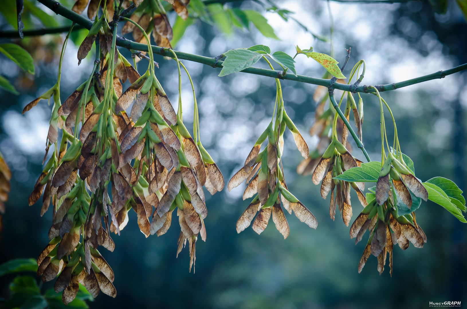 ...herbstboten...