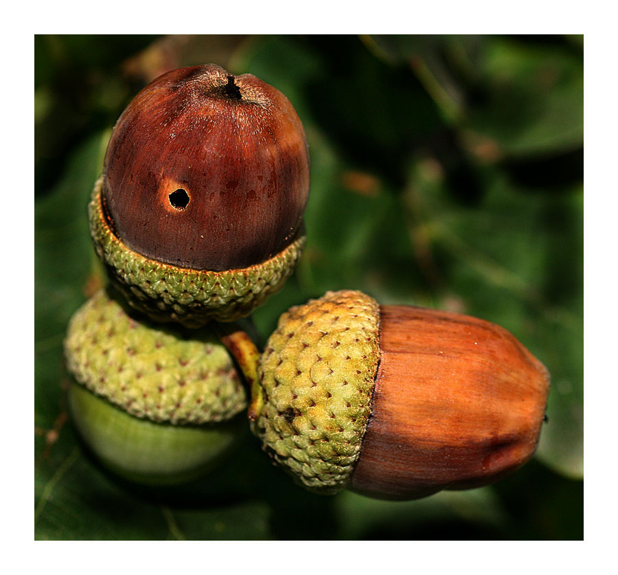 Herbstboten