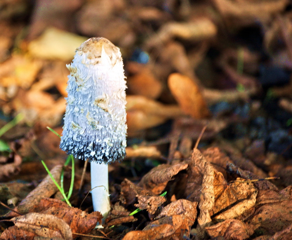 Herbstboten