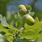 Herbstboten