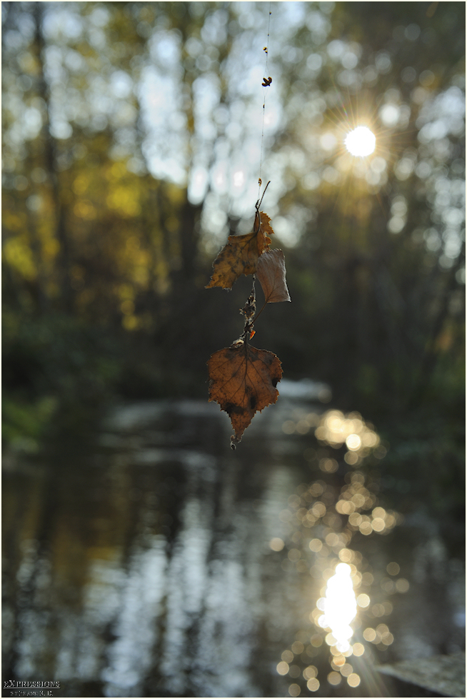 Herbstboten am "seidenen Faden"