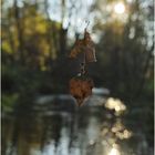 Herbstboten am "seidenen Faden"