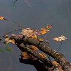 Herbstboten