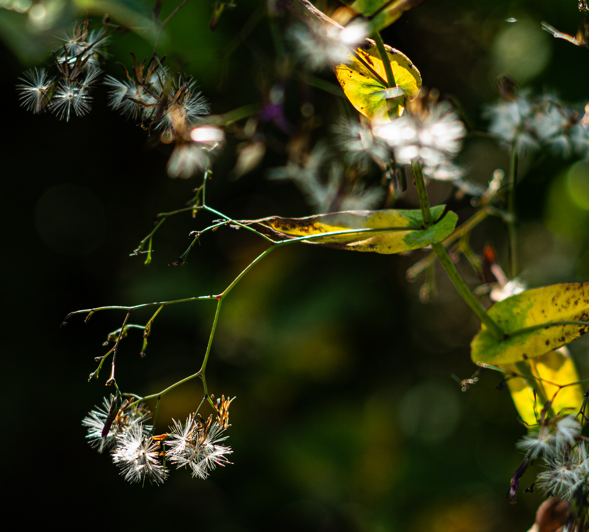 Herbstboten