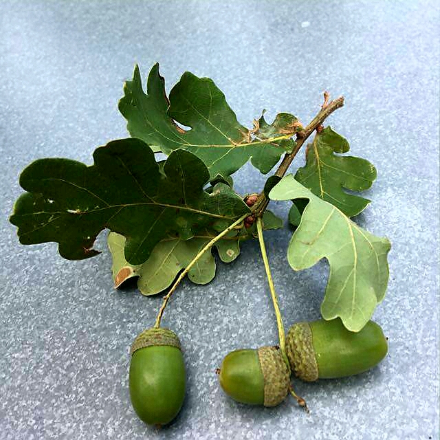 Herbstboten 