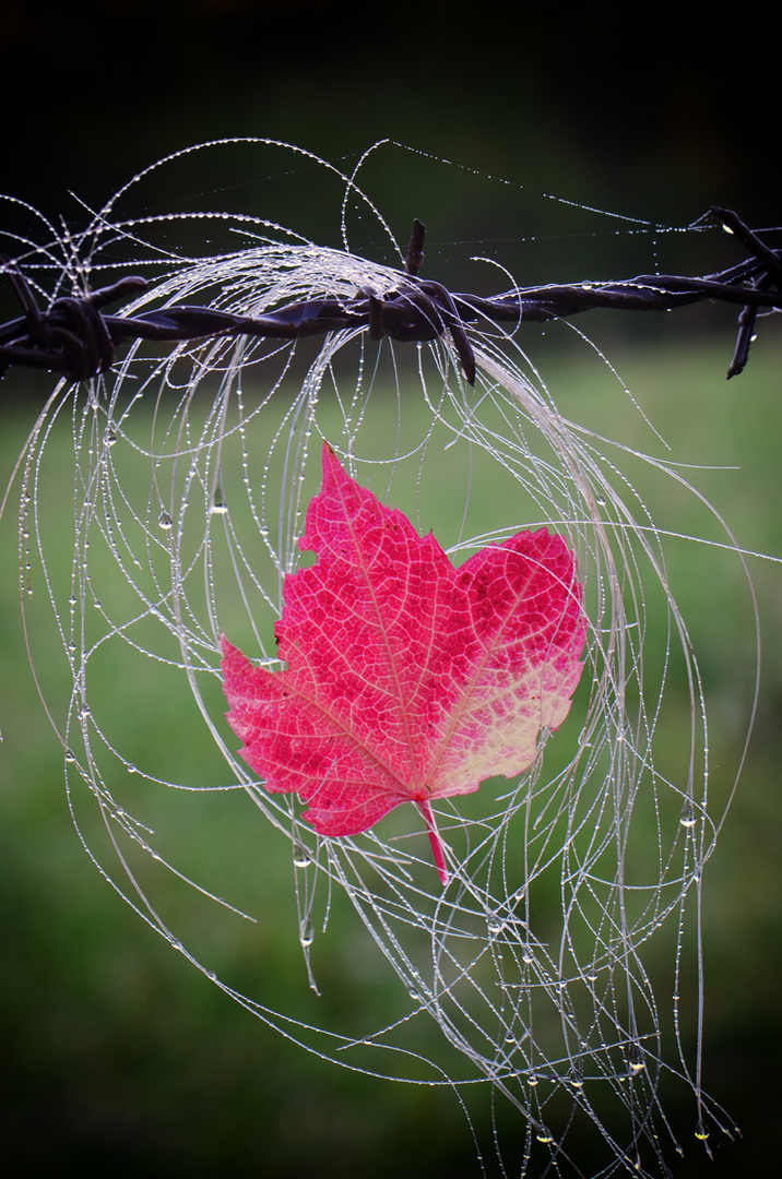 Herbstboten