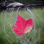 Herbstboten