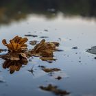 Herbstboten