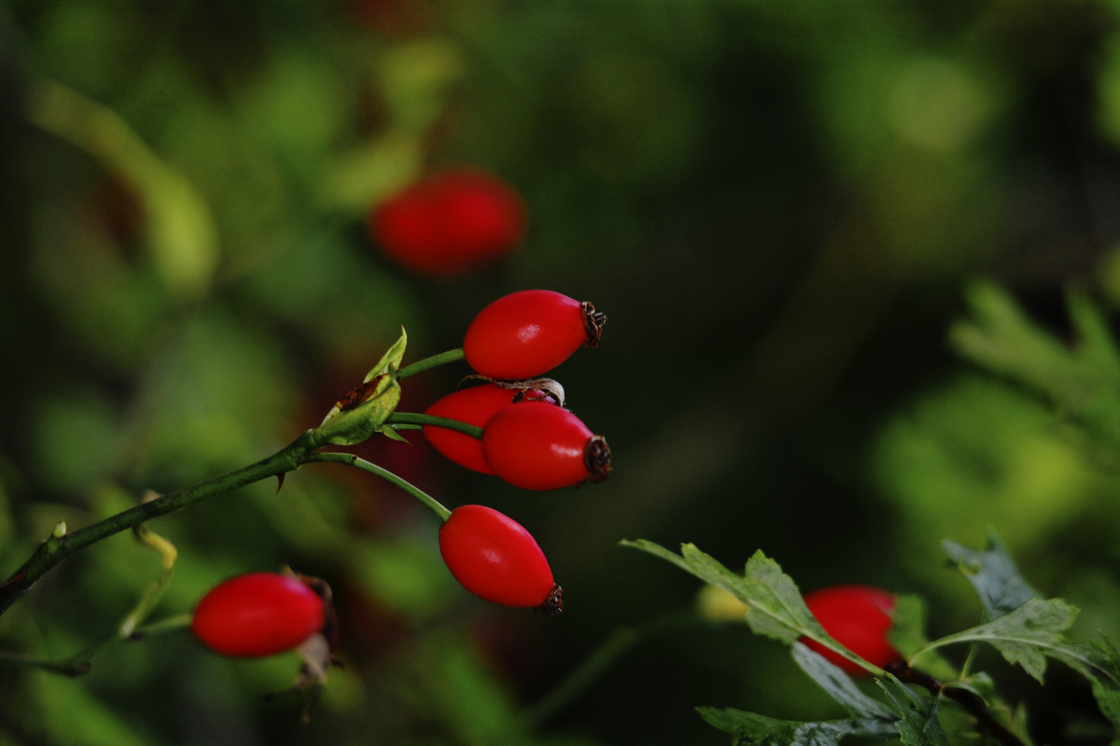 HerbstBoten