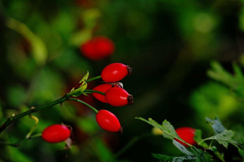 HerbstBoten