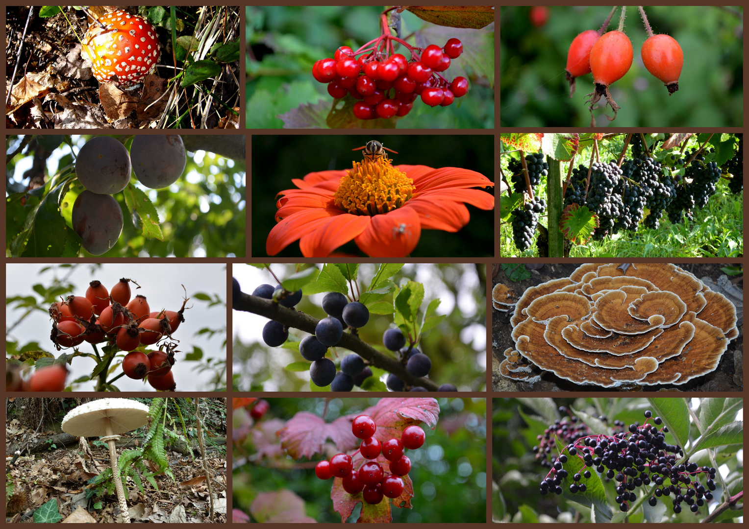 Herbstboten, die ersten!