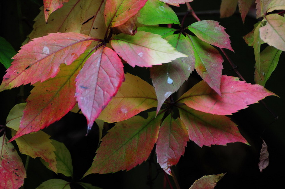 Herbstboten...