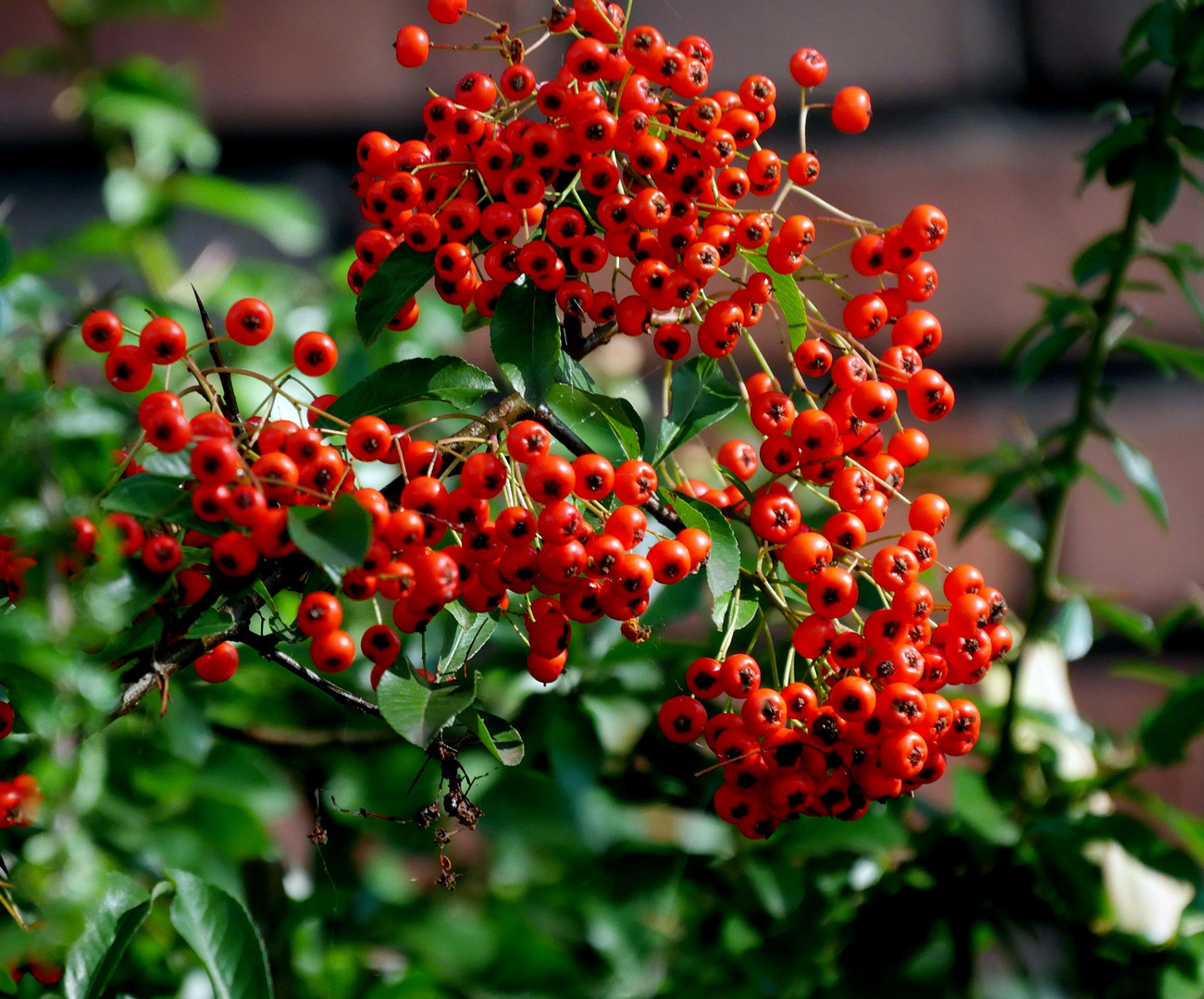 Herbstboten 