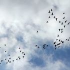 Herbstboten - Gänse fliegen gen Norden...