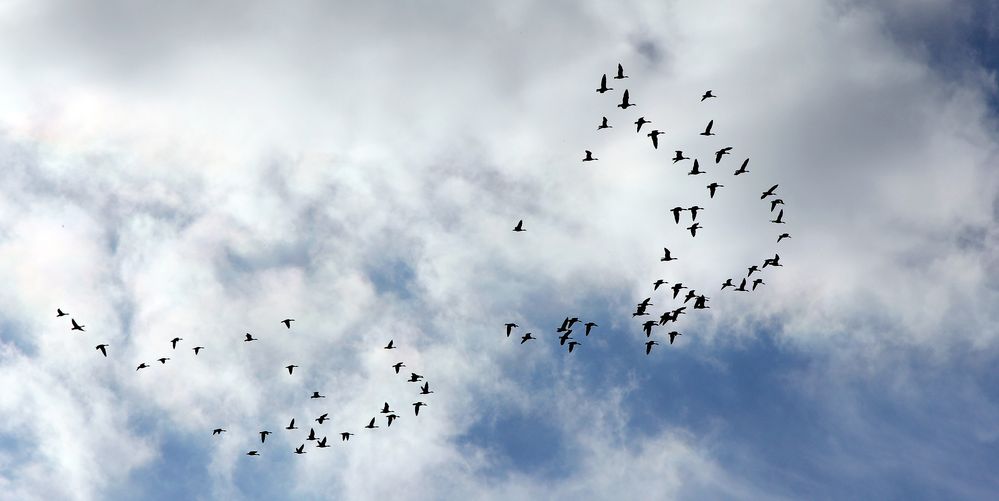 Herbstboten - Gänse fliegen gen Norden...