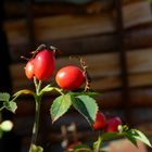 Herbstboten - Hagebutten