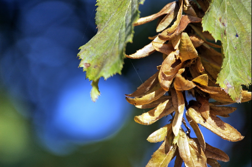 Herbstboten II