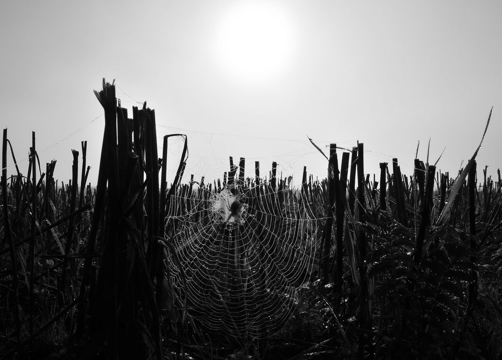 herbstboten II