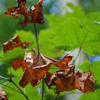 Herbstboten im Hochsommer