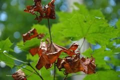 Herbstboten im Hochsommer