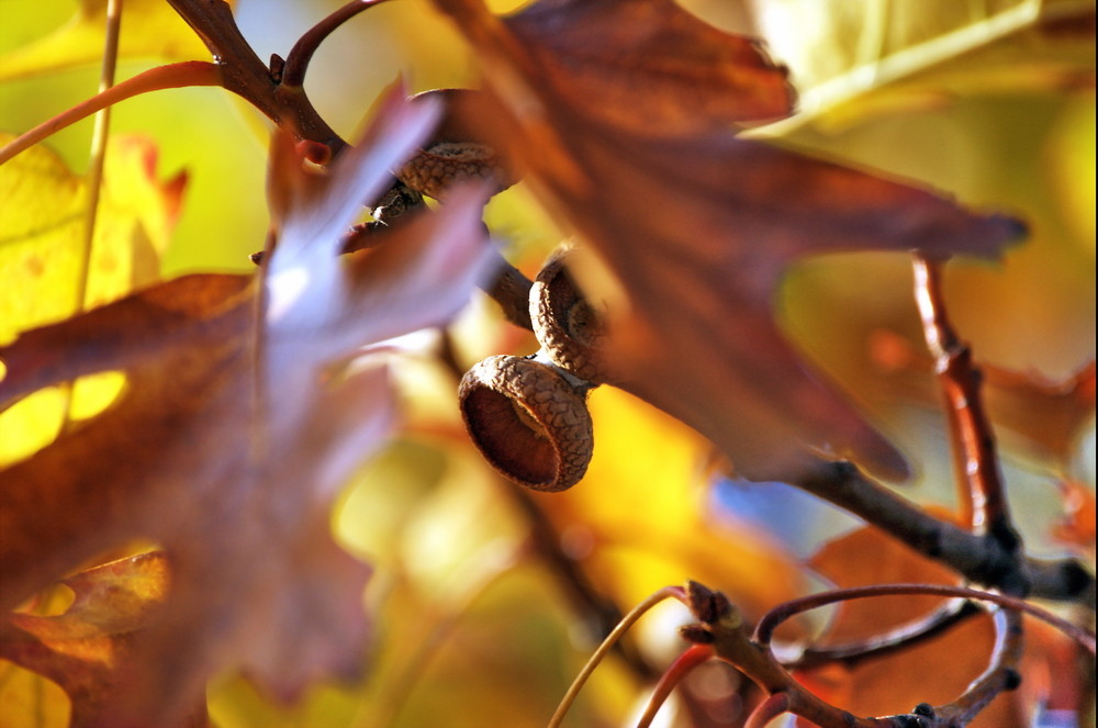 Herbstboten iV