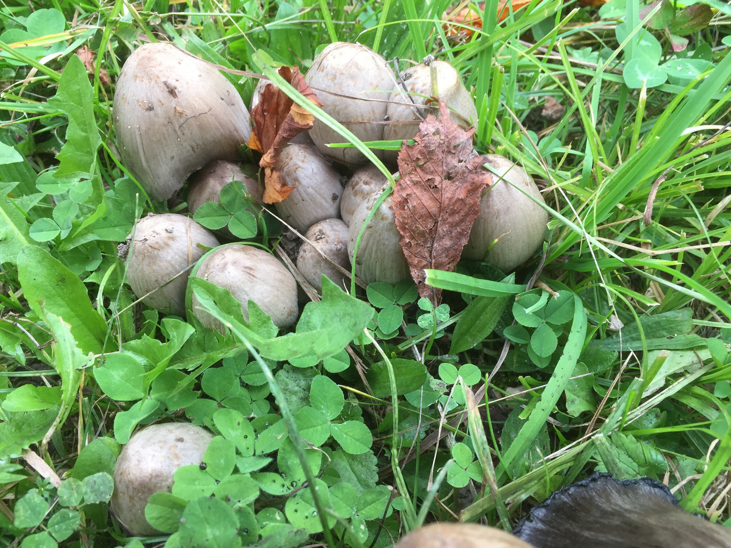 Herbstboten mit Helm