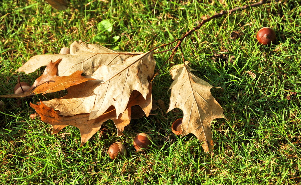 Herbstboten V