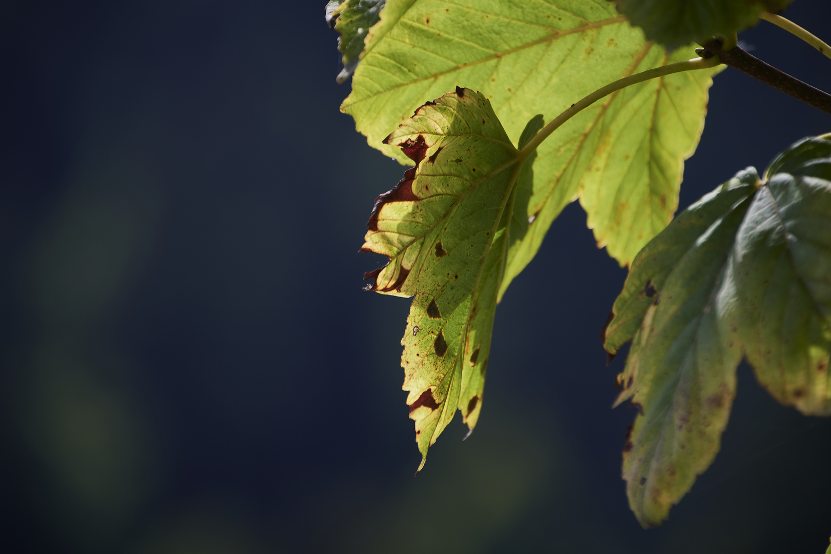 Herbstbotschaft