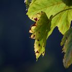 Herbstbotschaft