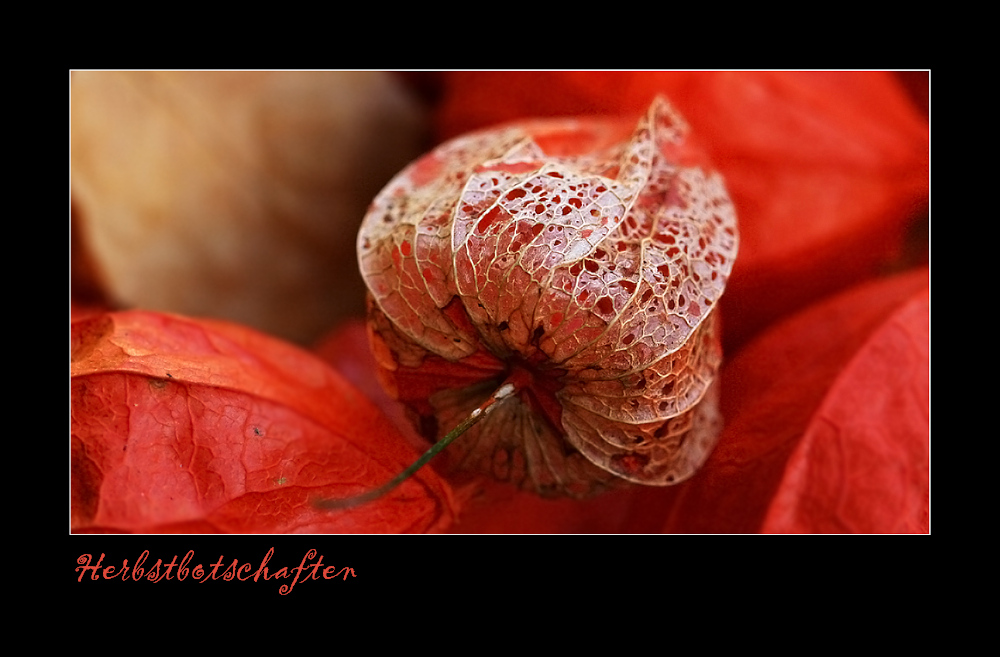 Herbstbotschaften