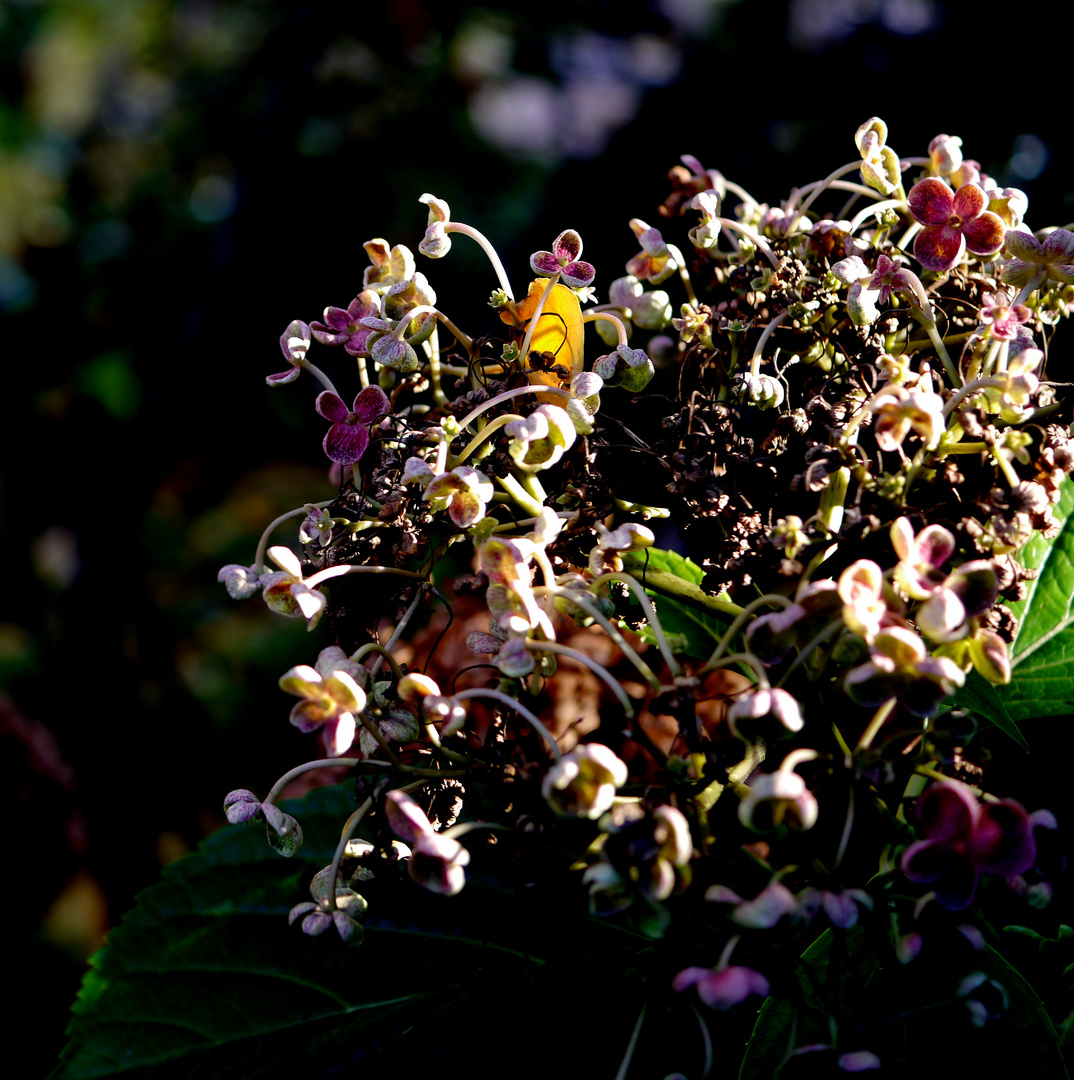 Herbstbouquet