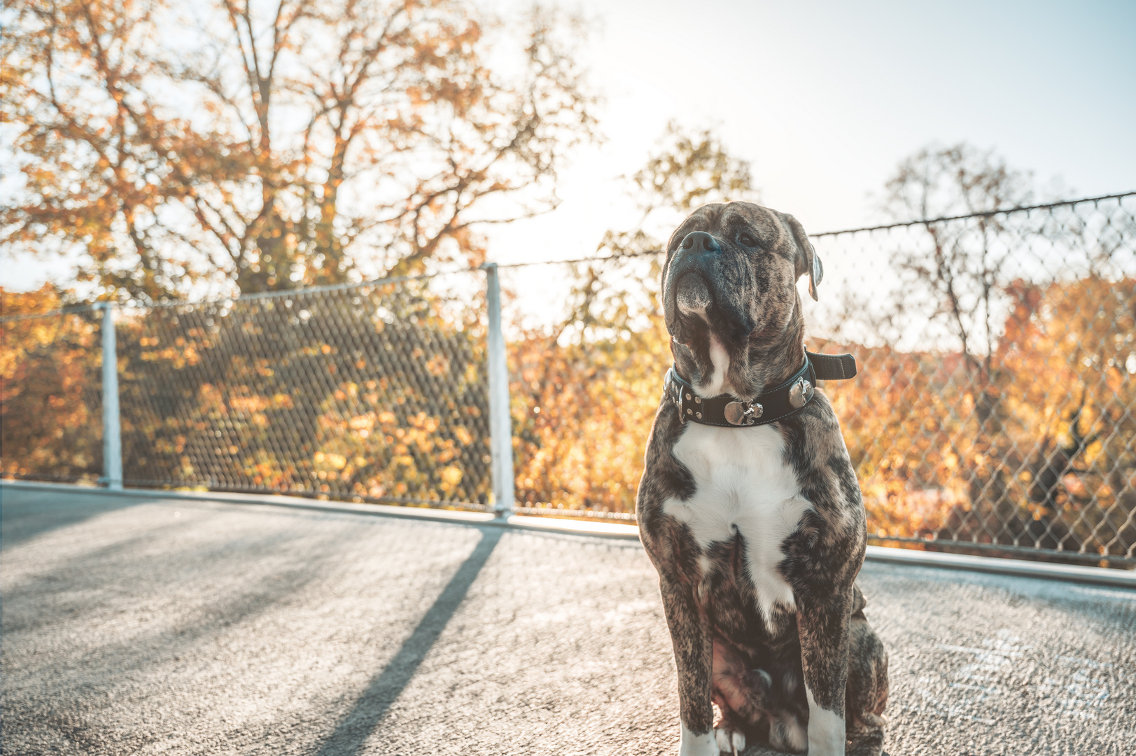 HerbstBoy